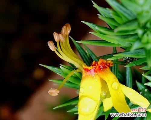 探寻栾树背后的文化传承与生态保护 栾树的象征意义与价值