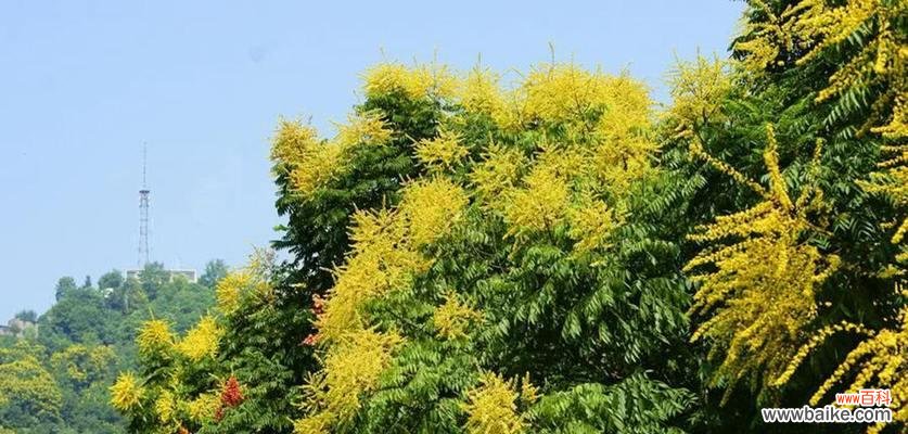 探寻栾树背后的文化传承与生态保护 栾树的象征意义与价值