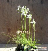 解读鹭草花语与传说，感受自然之美 鹭草的花语与传说