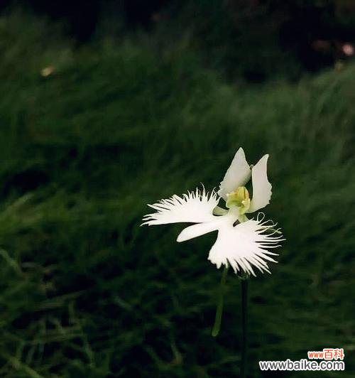 解读鹭草花语与传说,感受自然之美 鹭草的花语与传说