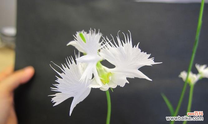 解读鹭草花语与传说,感受自然之美 鹭草的花语与传说