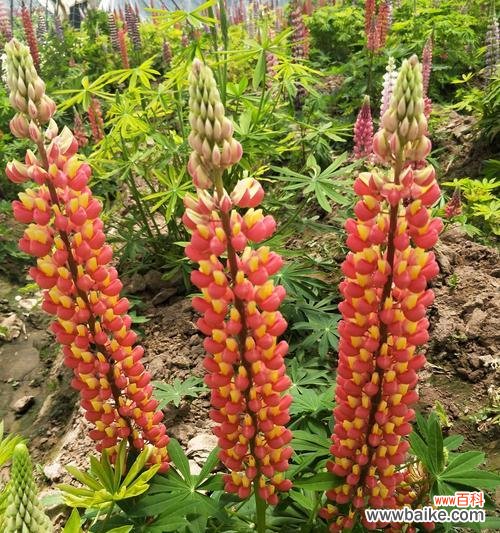 揭秘鲁冰花的花语 鲁冰花花语的象征意义