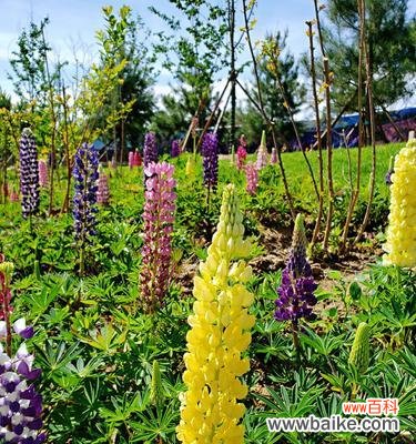 揭秘鲁冰花的花语 鲁冰花花语的象征意义