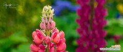 揭秘鲁冰花的花语 鲁冰花花语的象征意义