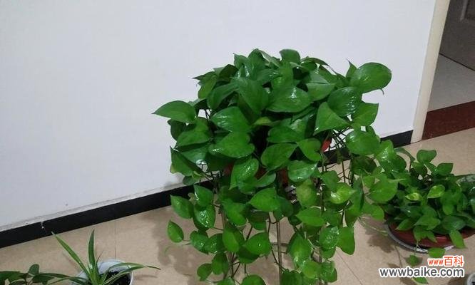 探寻绿萝的幸福象征和深刻内涵 绿萝的花语和寓意