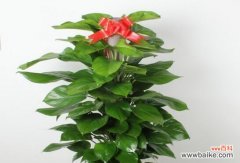 探寻绿萝的幸福象征和深刻内涵 绿萝的花语和寓意