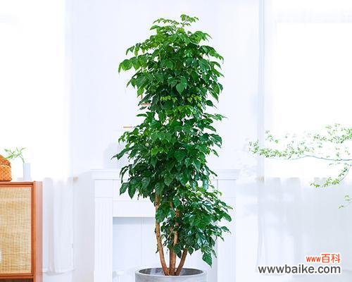 探索绿宝树的象征意义与价值 绿宝树的寓意及其重要性