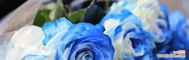 用花语诠释爱情,洛丽玛丝玫瑰的意义与传承 洛丽玛丝玫瑰花语