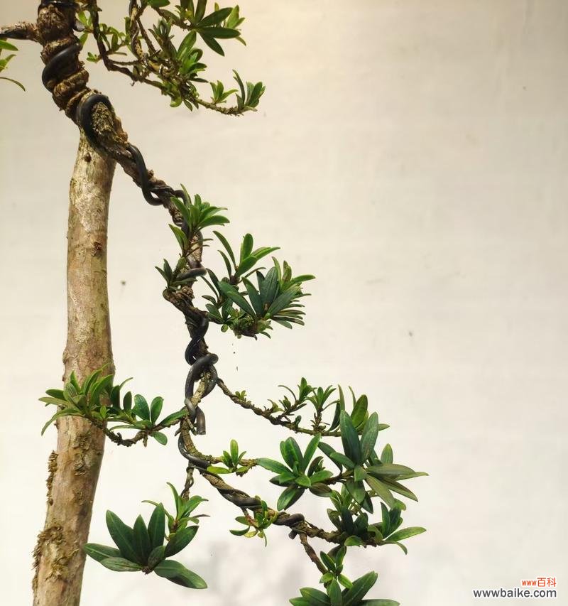 揭示罗汉松的深刻寓意与人生哲理 罗汉松