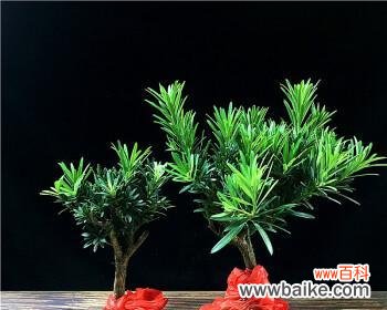 揭示罗汉松的深刻寓意与人生哲理 罗汉松