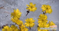 雪莲花花语的深意与神秘魅力 雪莲花的花语与美丽传说