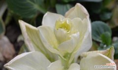 探寻雪莲花的深邃寓意 雪莲花的花语与含义