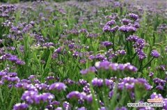 一朵花的心灵净化之旅 熏衣草的花语