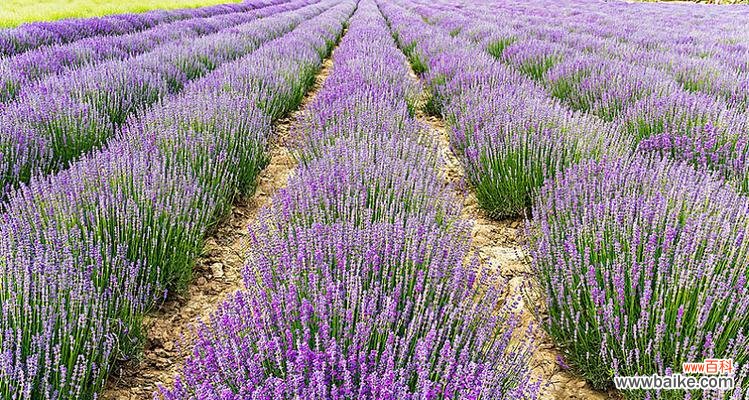 凝望熏衣草 熏衣草的寓意与象征——守护与宁静