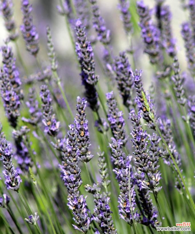 沉醉于熏衣草海洋 熏衣草花语
