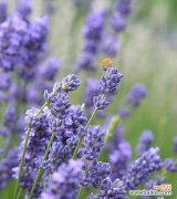 探寻薰衣草的神秘花语和象征意义 薰衣草的花语与象征