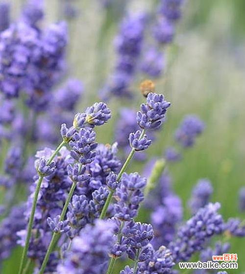 探寻薰衣草的神秘花语和象征意义 薰衣草的花语与象征