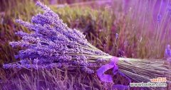 探寻薰衣草的花语和寓意 薰衣草
