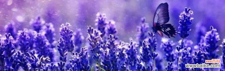 揭开薰衣草花语的深意 薰衣草的花语
