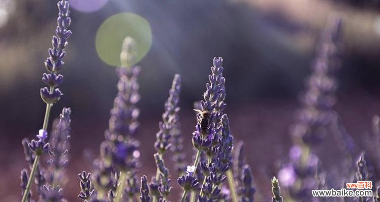 以薰衣草为代表的花语文化与传统 薰衣草花语的意义与传承