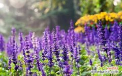 薰衣草的花语传达的祝福和宁静让人心驰神往 薰衣草的花语——祝福与宁静