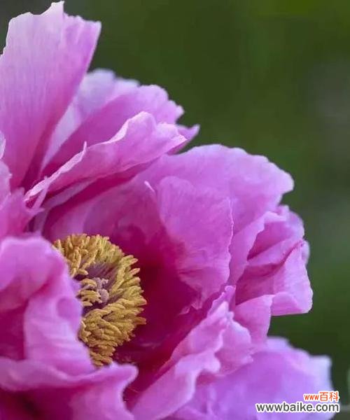 浅紫色牡丹花的含义是什么?它有何特殊象征?