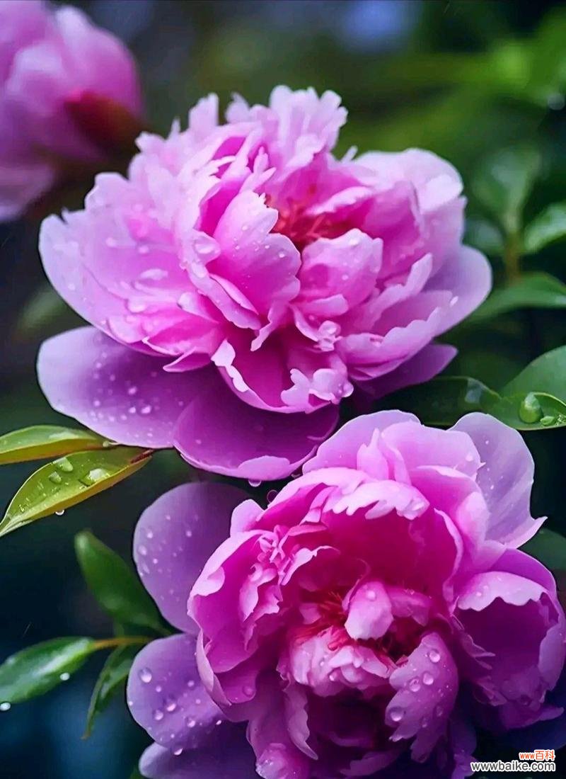 浅紫色牡丹花的含义是什么?它有何特殊象征?