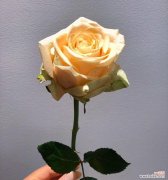 香槟玫瑰的花语贺词通常包含哪些内容？