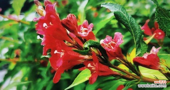 锦带王子花语是什么花?锦带花的花语有哪些?