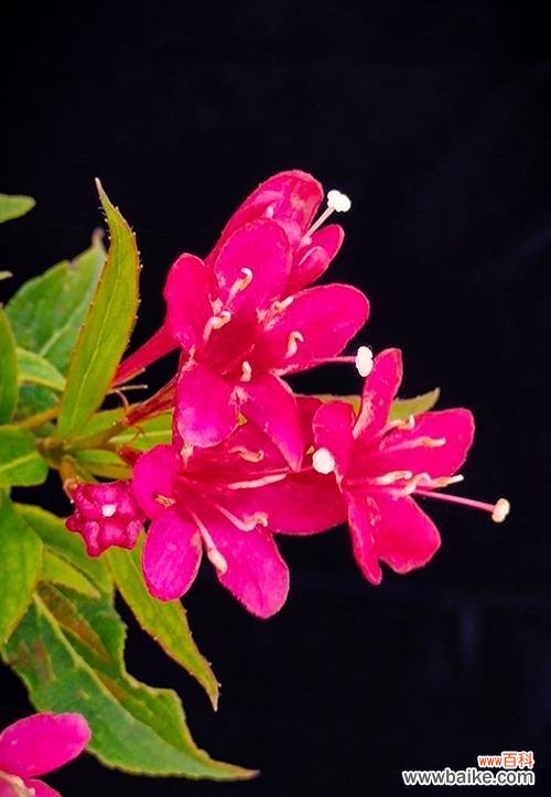 锦带王子花语是什么花?锦带花的花语有哪些?