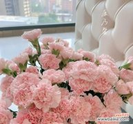 重磅康乃馨花语是什么意思啊？康乃馨花语在不同场合有何不同？
