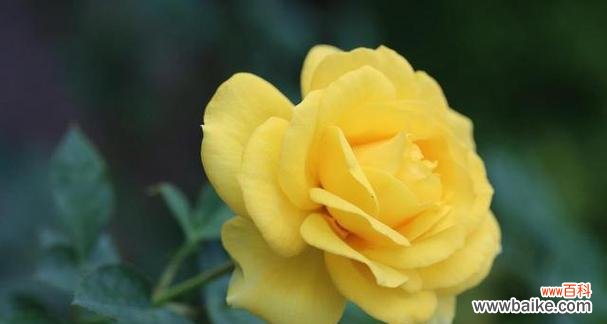 三色巴黎的花语是什么花?它代表了什么?