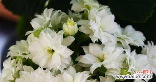 三色巴黎的花语是什么花?它代表了什么?