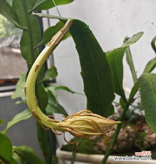 粉昙花的花语寓意是什么?它有什么特别含义?