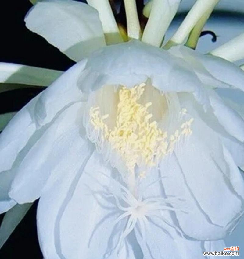 粉昙花的花语寓意是什么?它有什么特别含义?