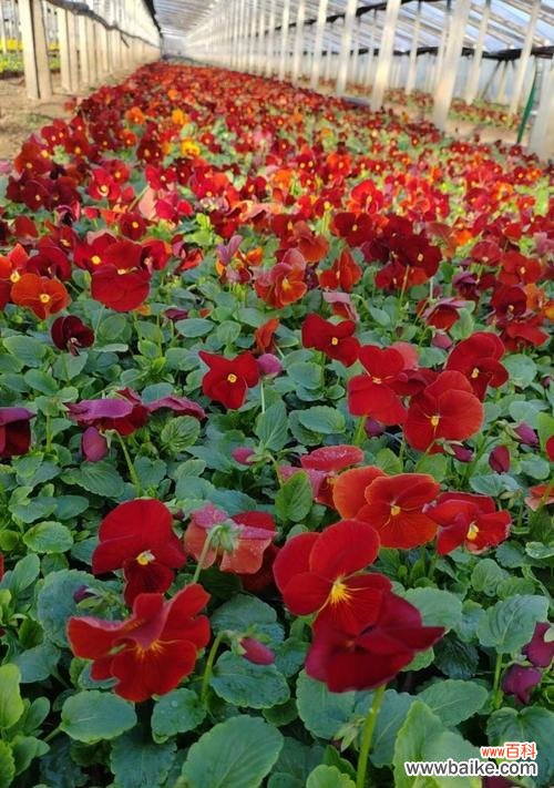 哪种花的花语代表着快乐？