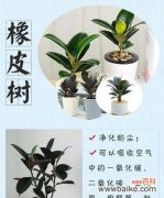 九种绿植的寓意和花语分别是什么？它们各自有何特点？