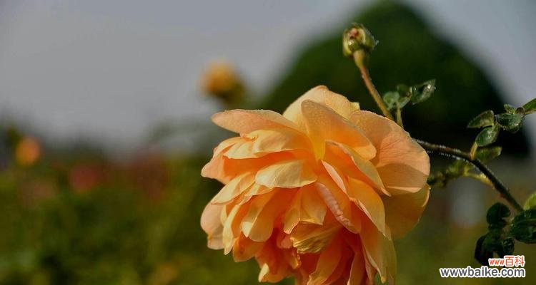 见战友的花语是什么?适合战友见面的花语有哪些?