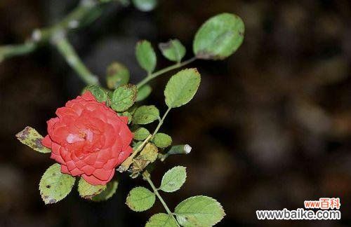 见战友的花语是什么?适合战友见面的花语有哪些?