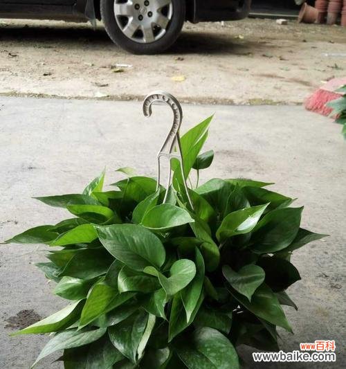 绿萝的生命与幸福,花语中的神奇 绿萝的花语及其寓意