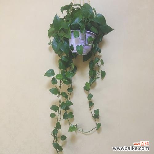 绿萝的生命与幸福,花语中的神奇 绿萝的花语及其寓意