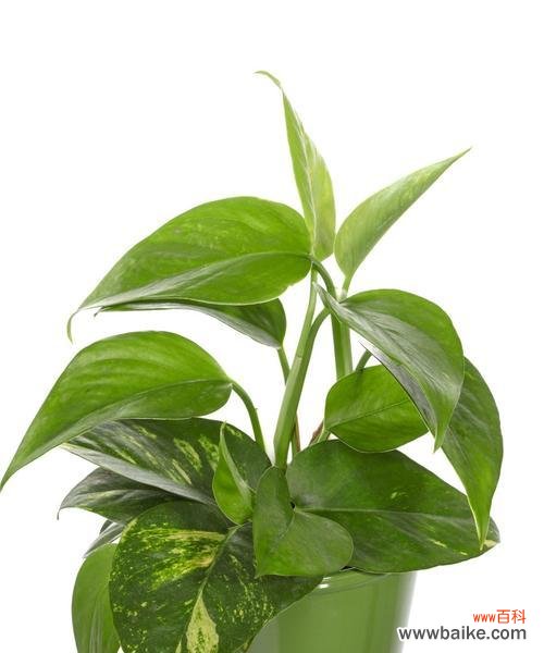 绿萝的生命与幸福,花语中的神奇 绿萝的花语及其寓意