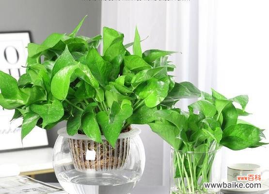 探索绿萝的花语及其象征的美好寓意 绿萝花语与寓意