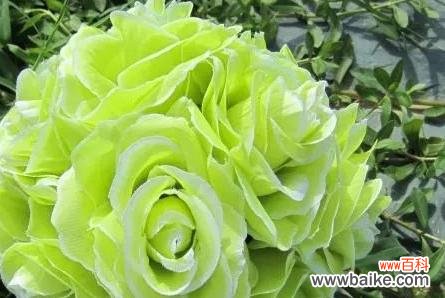 探索绿玫瑰的神秘语言,展示生命之美 绿玫瑰花语的深意