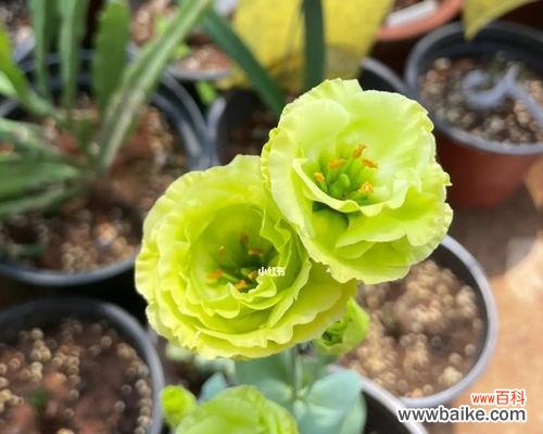 揭示洋桔梗花朵背后的神秘符号 绿色洋桔梗的花语与寓意