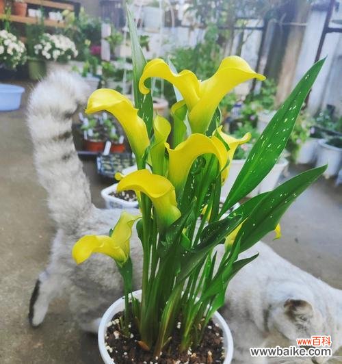 白色马蹄莲的文化内涵与寓意 白色马蹄莲