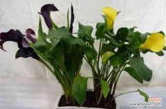 白色马蹄莲的文化内涵与寓意 白色马蹄莲