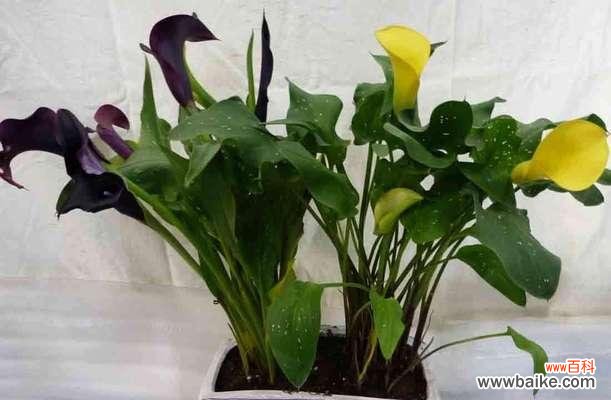 白色马蹄莲的文化内涵与寓意 白色马蹄莲