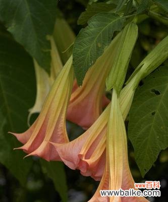 沐浴阳光，舞动生机 绿色曼陀罗花语——唤醒生命的奇迹