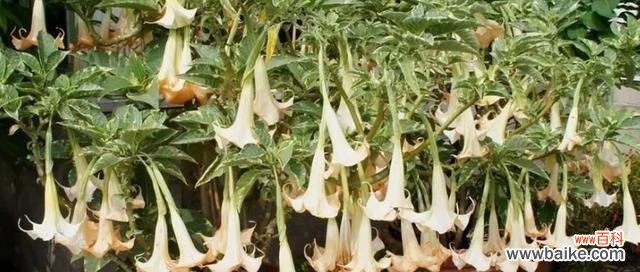 沐浴阳光，舞动生机 绿色曼陀罗花语——唤醒生命的奇迹